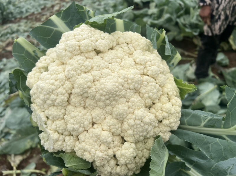 河北有机菜花大量上市小米花白花松散度好价格优惠