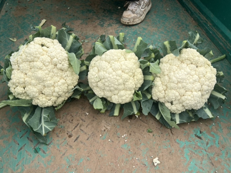 河北有机菜花大量上市小米花白花松散度好价格优惠