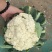 河北有机菜花大量上市小米花白花松散度好价格优惠