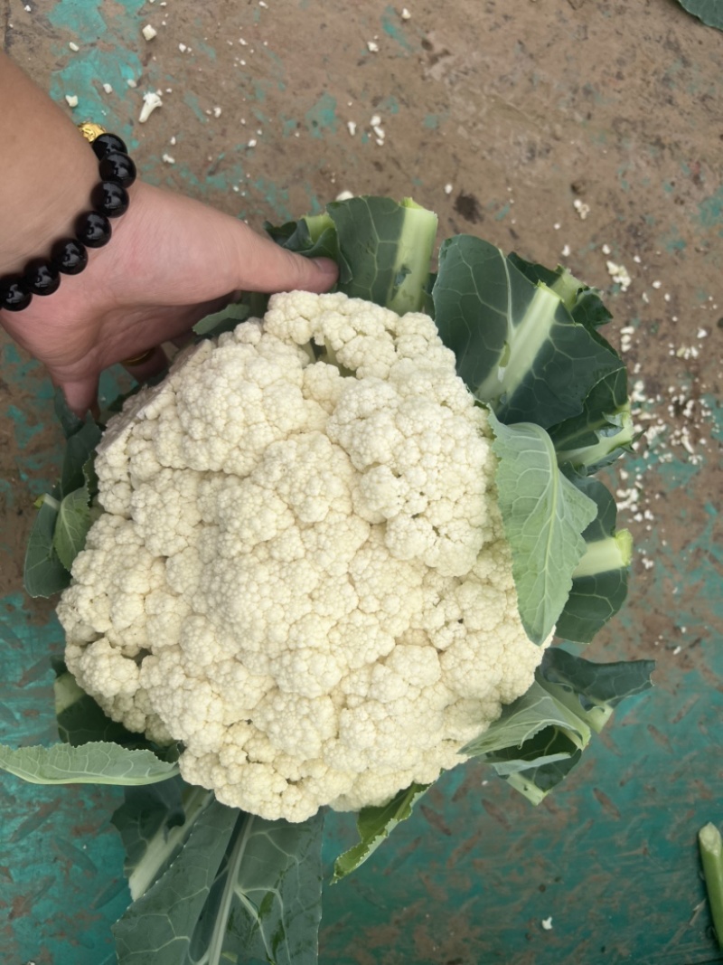 河北有机菜花大量上市小米花白花松散度好价格优惠