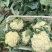 河北有机菜花大量上市小米花白花松散度好价格优惠