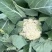 河北有机菜花大量上市小米花白花松散度好价格优惠