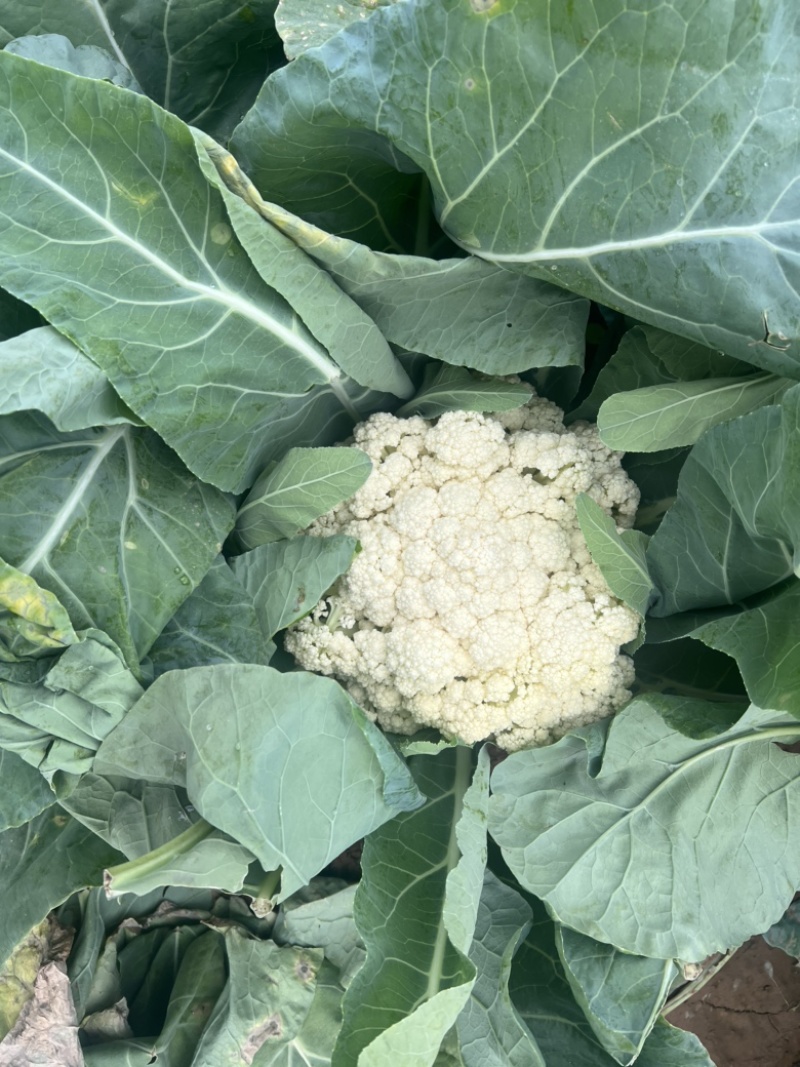 河北有机菜花大量上市小米花白花松散度好价格优惠
