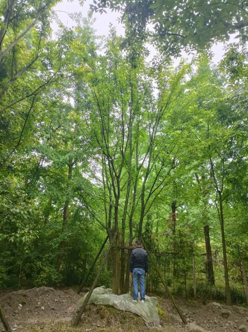 四川丛生朴树品质保证基地发货欢迎联系视频看货