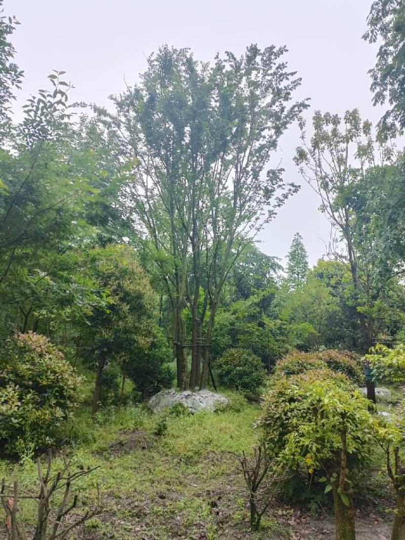 四川丛生朴树品质保证基地发货欢迎联系视频看货