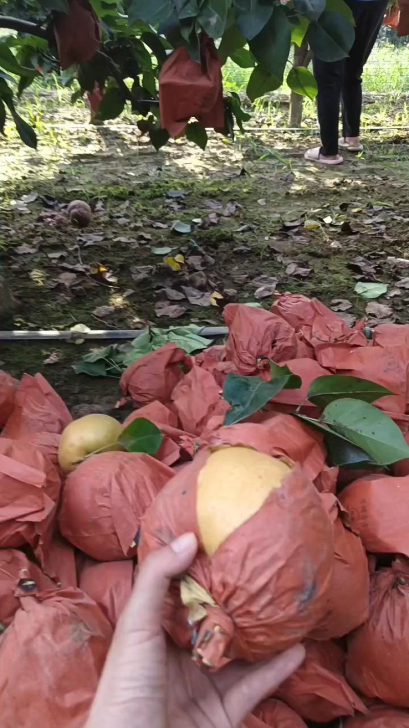 晚秋黄梨
