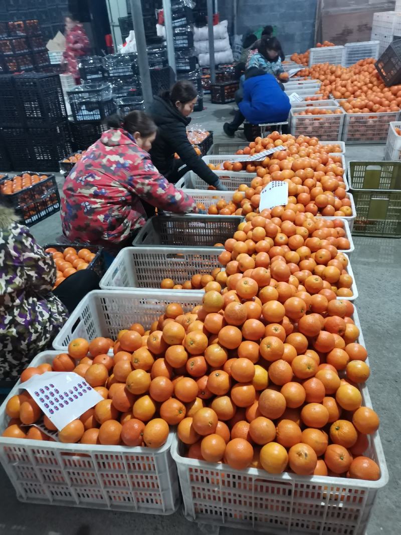 [推荐]湖南麻阳纽荷尔脐橙。产地直销，对接电商批发商。