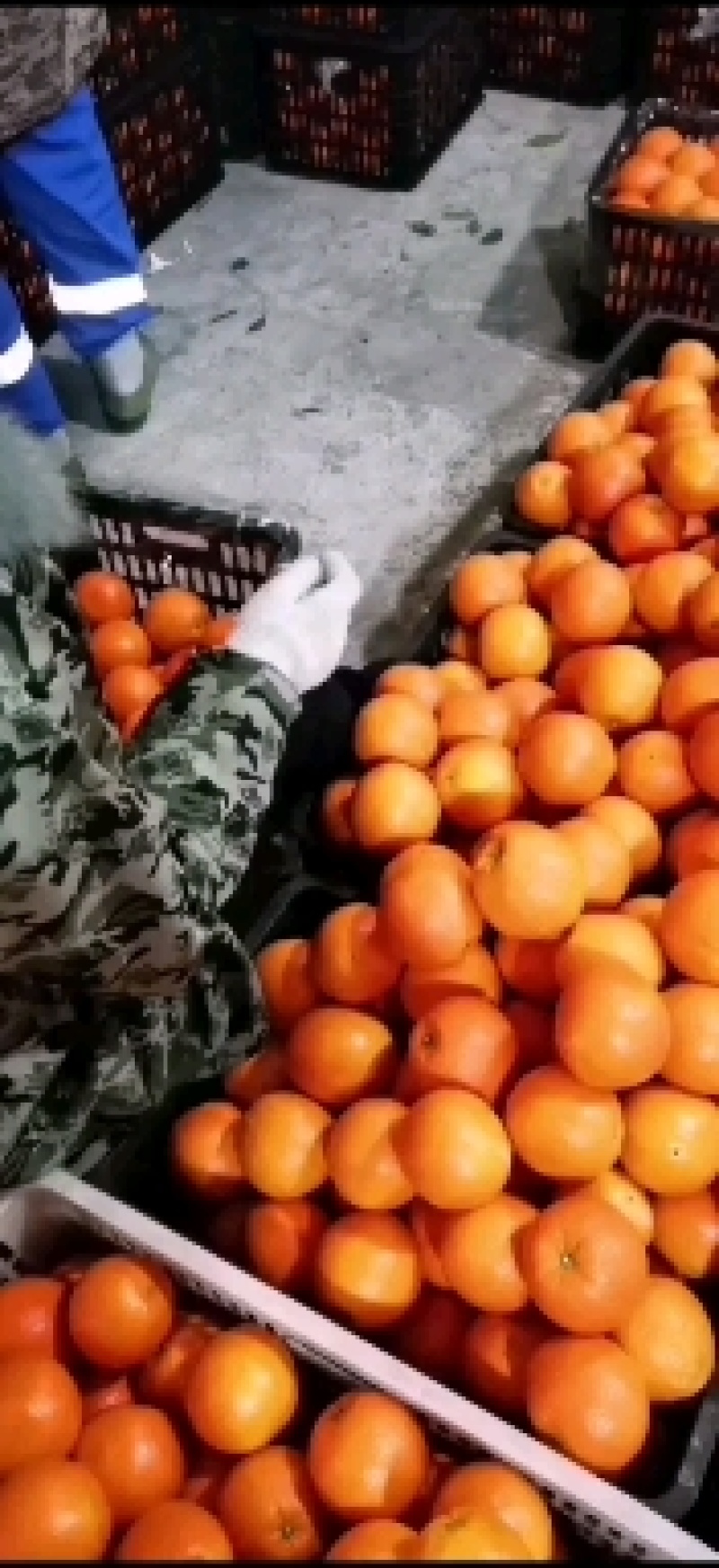 [推荐]湖南麻阳纽荷尔脐橙。产地直销，对接电商批发商。