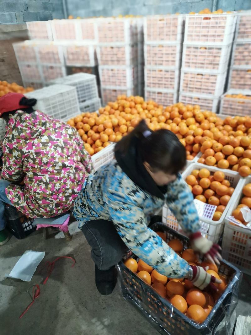 [推荐]湖南麻阳纽荷尔脐橙。产地直销，对接电商批发商。