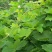 葛藤种子护坡种籽百花银背藤野葛根边坡绿化藤本植物沙土巩固