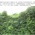 葛藤种子护坡种籽百花银背藤野葛根边坡绿化藤本植物沙土巩固
