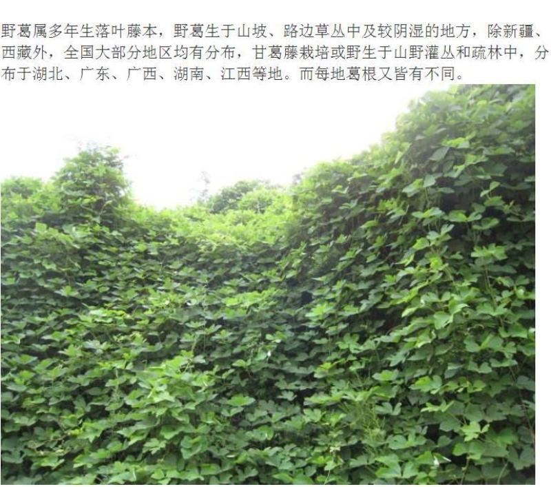 葛藤种子护坡种籽百花银背藤野葛根边坡绿化藤本植物沙土巩固