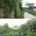 葛藤种子护坡种籽百花银背藤野葛根边坡绿化藤本植物沙土巩固
