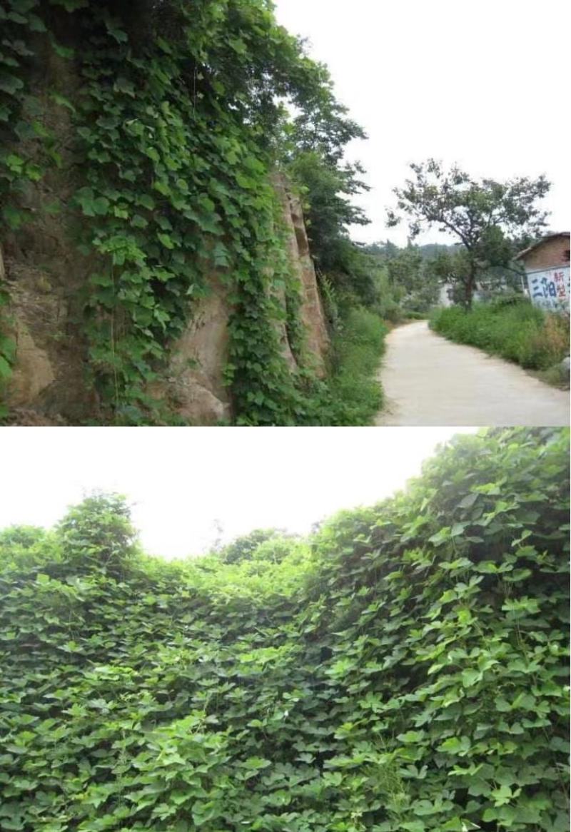 葛藤种子护坡种籽百花银背藤野葛根边坡绿化藤本植物沙土巩固