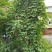 葛藤种子护坡种籽百花银背藤野葛根边坡绿化藤本植物沙土巩固