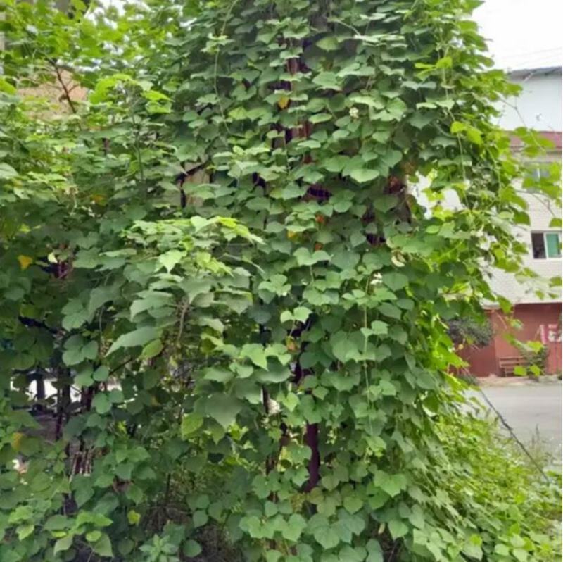 葛藤种子护坡种籽百花银背藤野葛根边坡绿化藤本植物沙土巩固