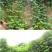 葛藤种子护坡种籽百花银背藤野葛根边坡绿化藤本植物沙土巩固