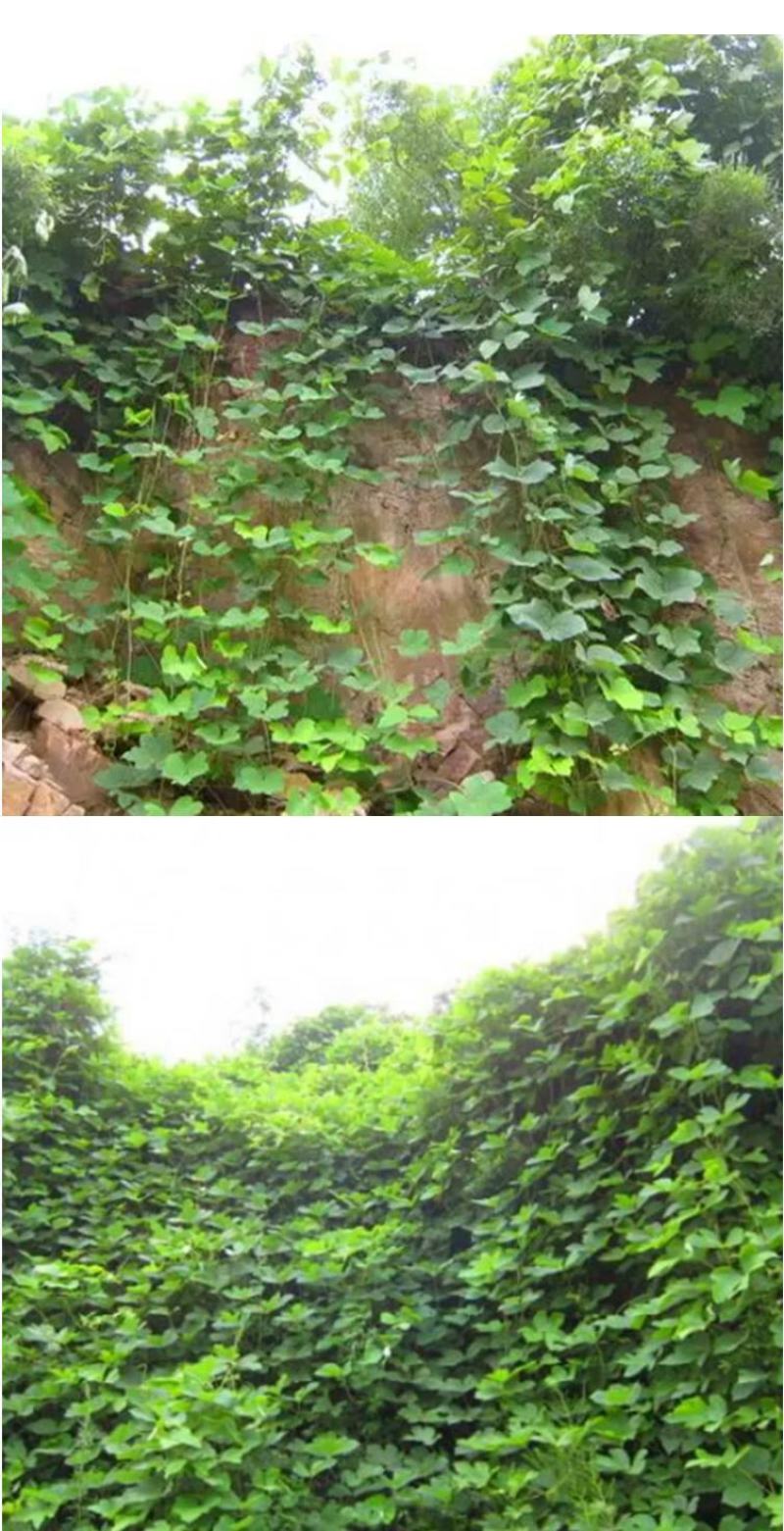 葛藤种子护坡种籽百花银背藤野葛根边坡绿化藤本植物沙土巩固