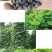 葛藤种子护坡种籽百花银背藤野葛根边坡绿化藤本植物沙土巩固