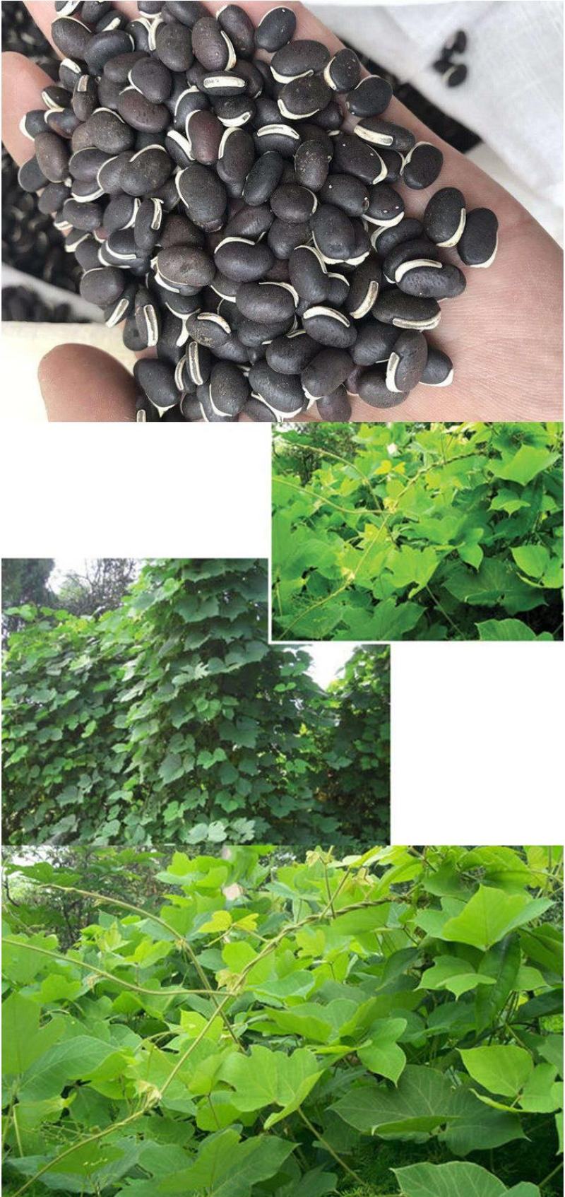 葛藤种子护坡种籽百花银背藤野葛根边坡绿化藤本植物沙土巩固