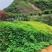 葛藤种子护坡种籽百花银背藤野葛根边坡绿化藤本植物沙土巩固