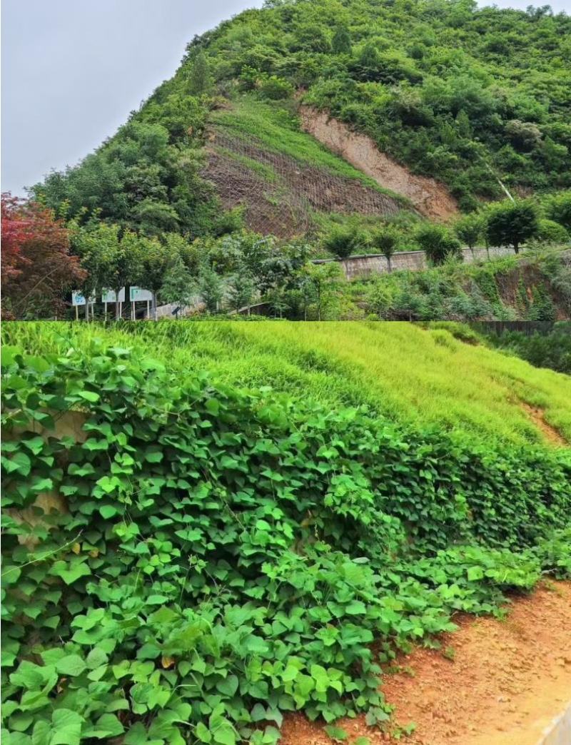 葛藤种子护坡种籽百花银背藤野葛根边坡绿化藤本植物沙土巩固