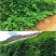 葛藤种子护坡种籽百花银背藤野葛根边坡绿化藤本植物沙土巩固