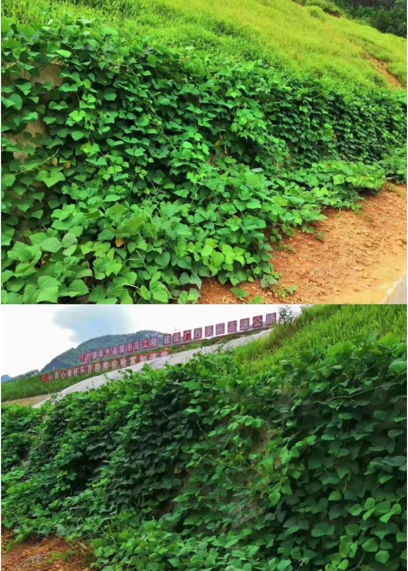 葛藤种子护坡种籽百花银背藤野葛根边坡绿化藤本植物沙土巩固