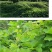 葛藤种子护坡种籽百花银背藤野葛根边坡绿化藤本植物沙土巩固