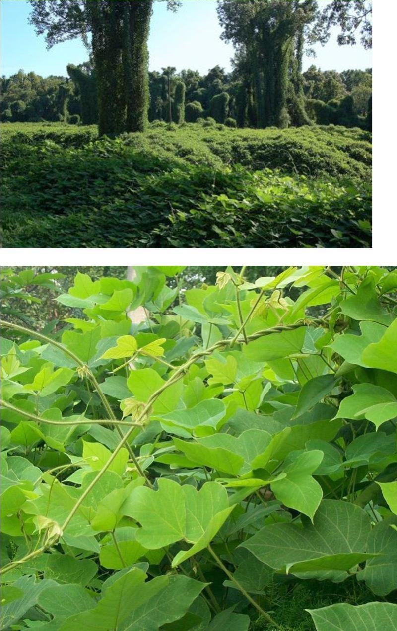 葛藤种子护坡种籽百花银背藤野葛根边坡绿化藤本植物沙土巩固