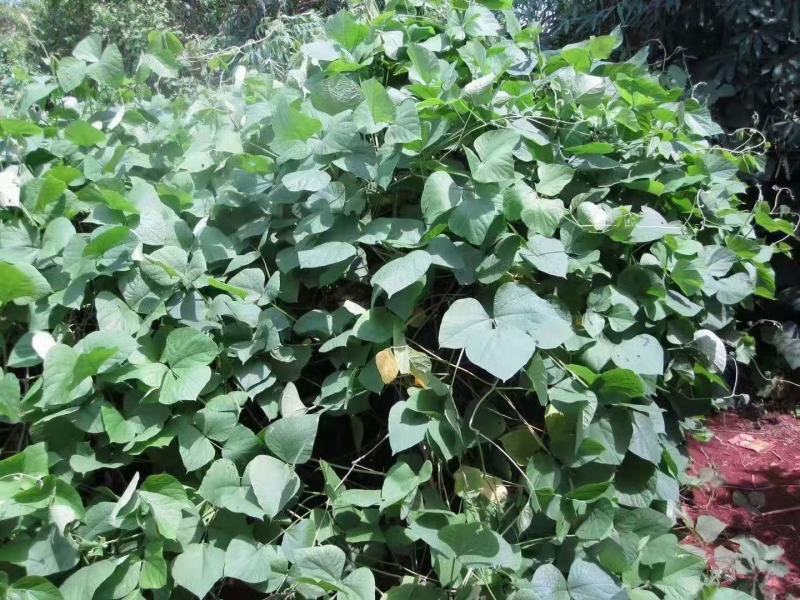 葛藤种子护坡种籽百花银背藤野葛根边坡绿化藤本植物沙土巩固