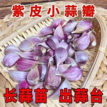 红根蒜苗种子川蒜二月早抗病耐寒，种植蒜苗根红叶青产量高