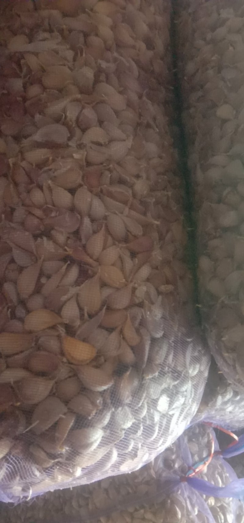 红根蒜苗种子川蒜二月早抗病耐寒，种植蒜苗根红叶青产量高