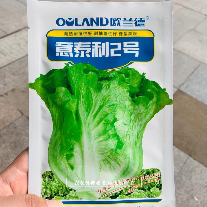 美味生菜种子欧兰德意泰利半结球生菜种子叶色翠绿耐热耐湿