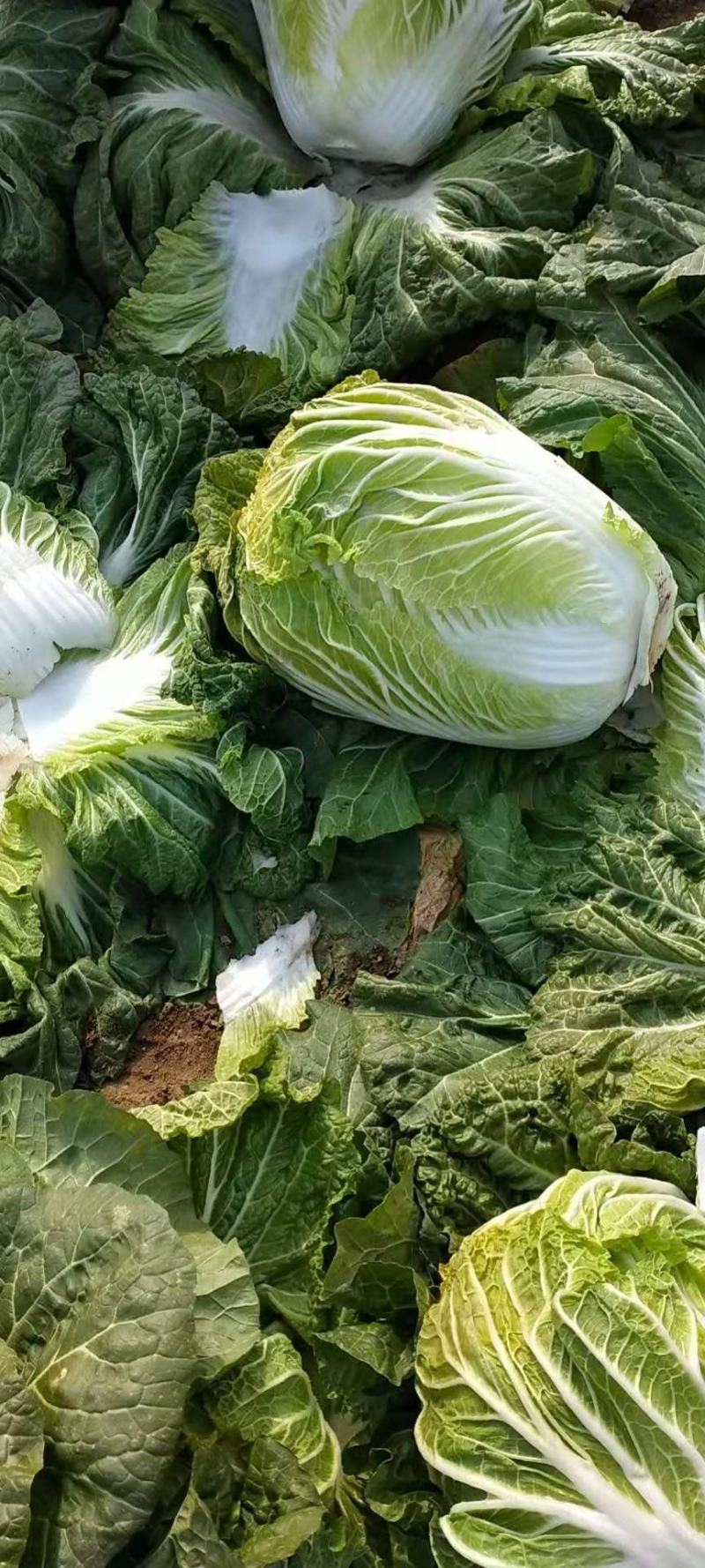 白菜北京三号白菜秦白二号品种齐全产地发货欢迎来电咨询