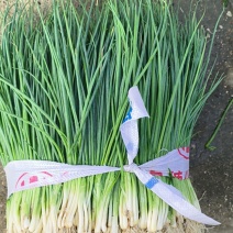 柳州精品四季小葱/质量保证/产地直发/量大从优/质量保证