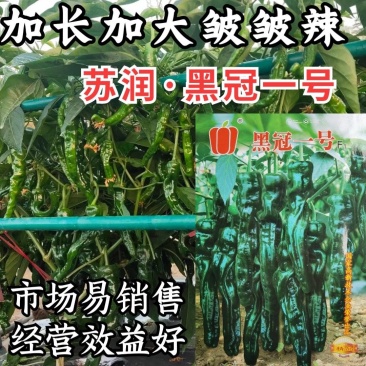 苏润黑冠一号辣椒种子加长皱皱辣薄皮皱皮羊牛角椒黑皮辣椒
