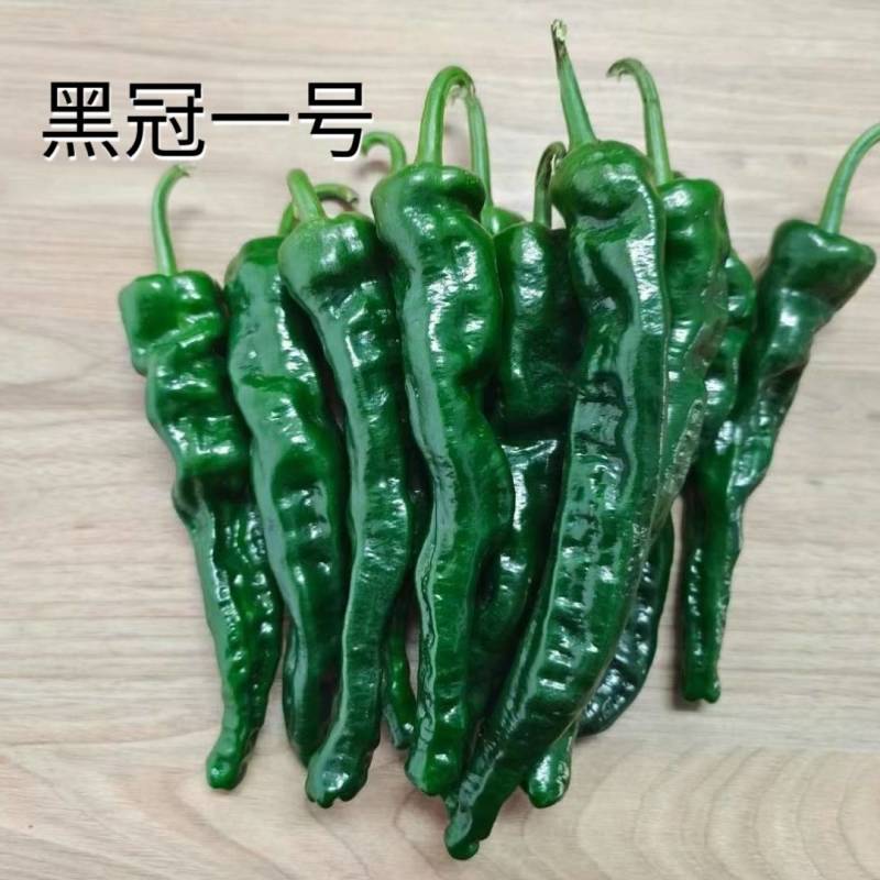 苏润黑冠一号辣椒种子加长皱皱辣薄皮皱皮羊牛角椒黑皮辣椒