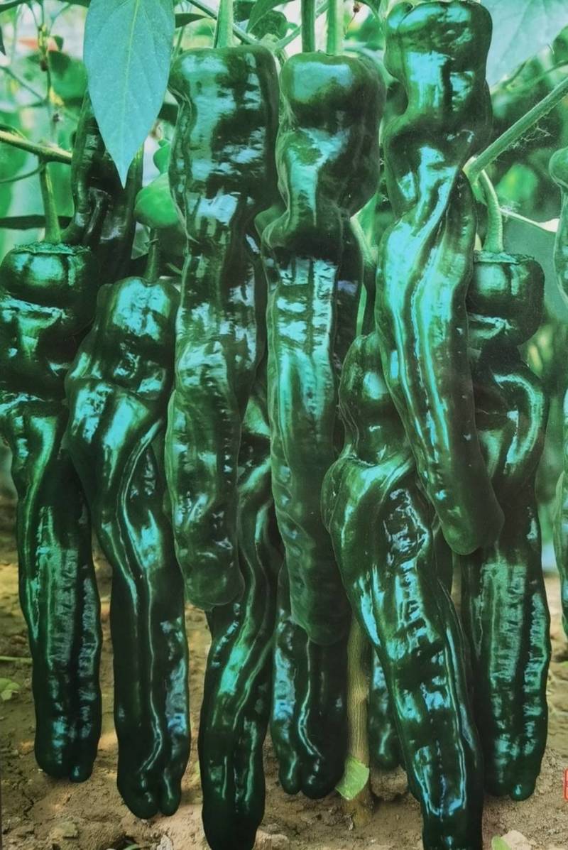苏润黑冠一号辣椒种子加长皱皱辣薄皮皱皮羊牛角椒黑皮辣椒