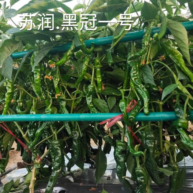 苏润黑冠一号辣椒种子加长皱皱辣薄皮皱皮羊牛角椒黑皮辣椒