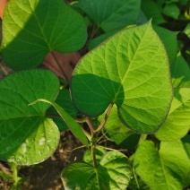 龙薯种苗