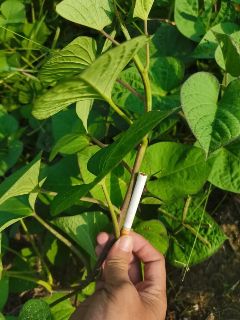 龙薯种苗