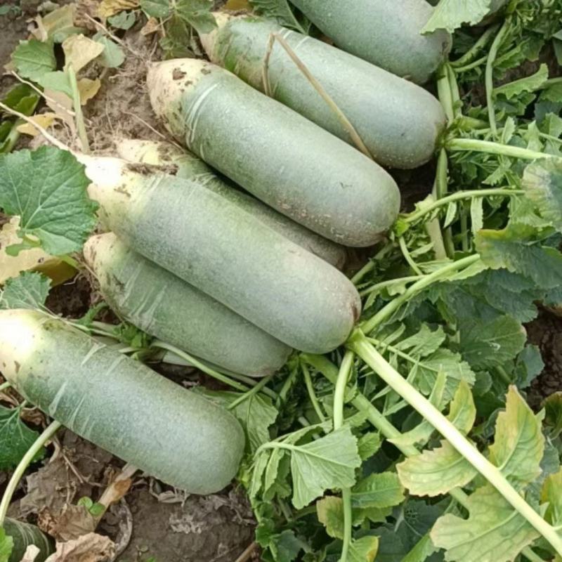 【萝卜】山东冷库青萝卜大量供应可视频看货量大从优