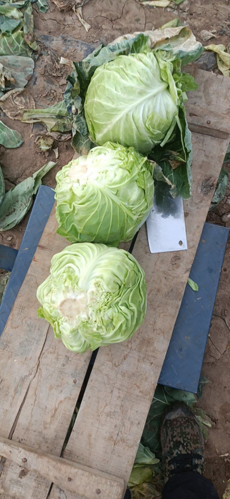 韩绿甘蓝，个头均匀无虫眼