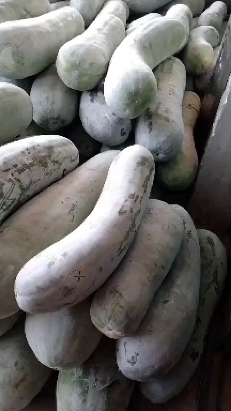 吊冬瓜大量供应，物美价廉，诚信经营，互惠互利
