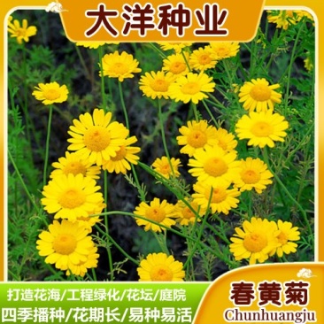 精品春黄菊种子多年生宿根花卉耐寒庭院景观绿化春黄菊