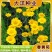 精品春黄菊种子多年生宿根花卉耐寒庭院景观绿化春黄菊