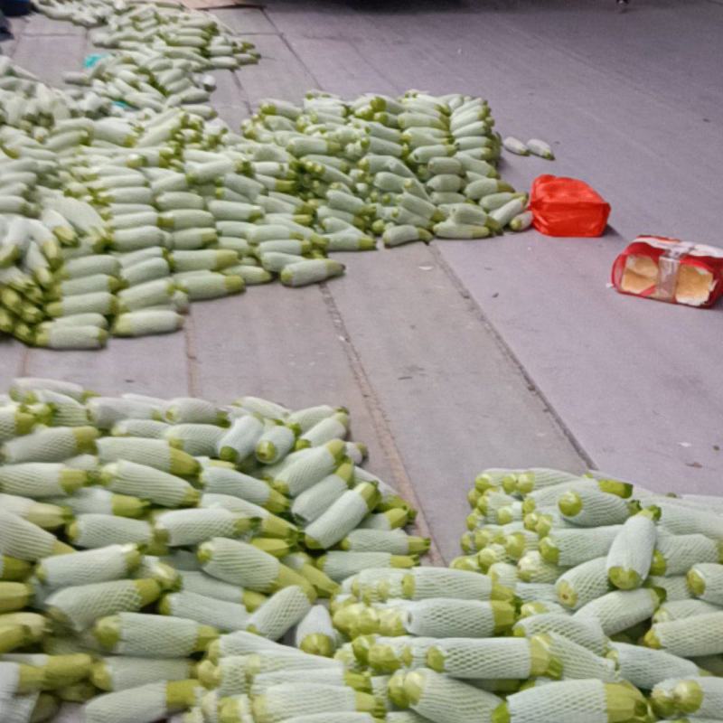 江苏连云港西葫芦种植基地，地头价代发