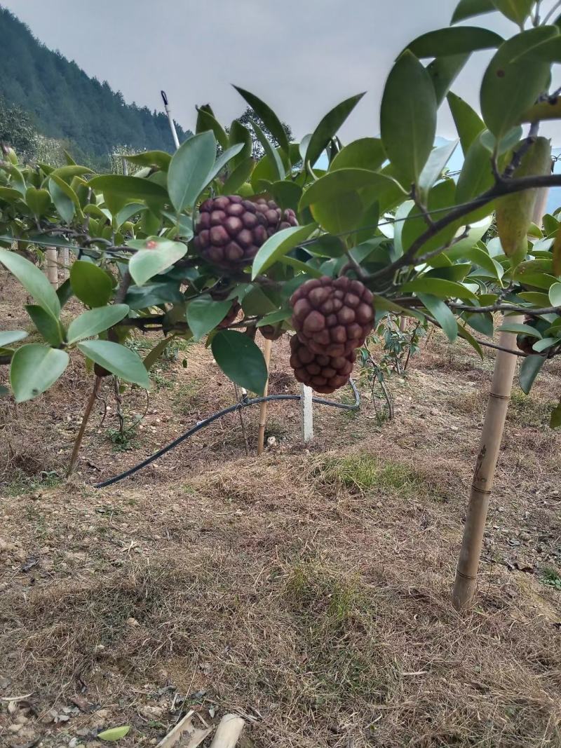 湖南黑老虎布福娜