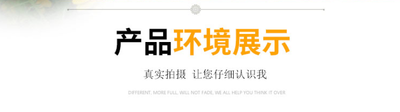 精品春黄菊种子多年生宿根花卉耐寒庭院景观绿化春黄菊